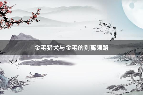金毛猎犬与金毛的别离领路